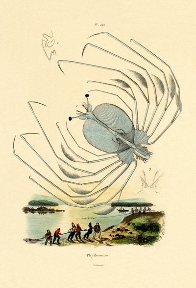 Fillosoma da French School